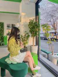 벚꽃이 한가득 보이는 벚꽃길 바로 옆 카페, 샷로스터스