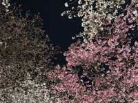【京都】平野神社の夜桜