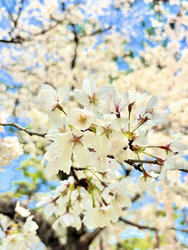 Cherry Blossoms in Full Bloom at Omiya Park