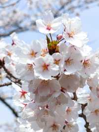 京都の蹴上インクライン🌸