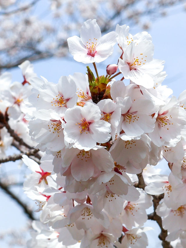 京都の蹴上インクライン🌸
