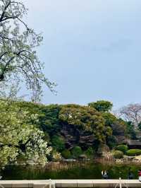 上野の桜 花見スポットまとめ（2025年版）