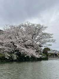 A must-do in Yanagawa 