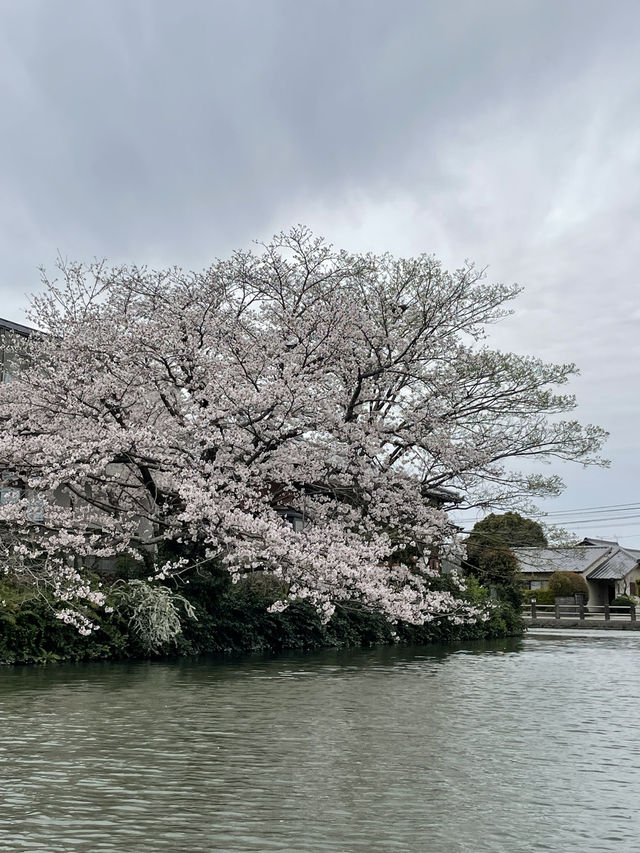 A must-do in Yanagawa 