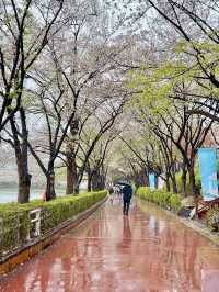 🌸 **Seokchon Lake: A Springtime Fairy Tale in Seoul** 🌸  