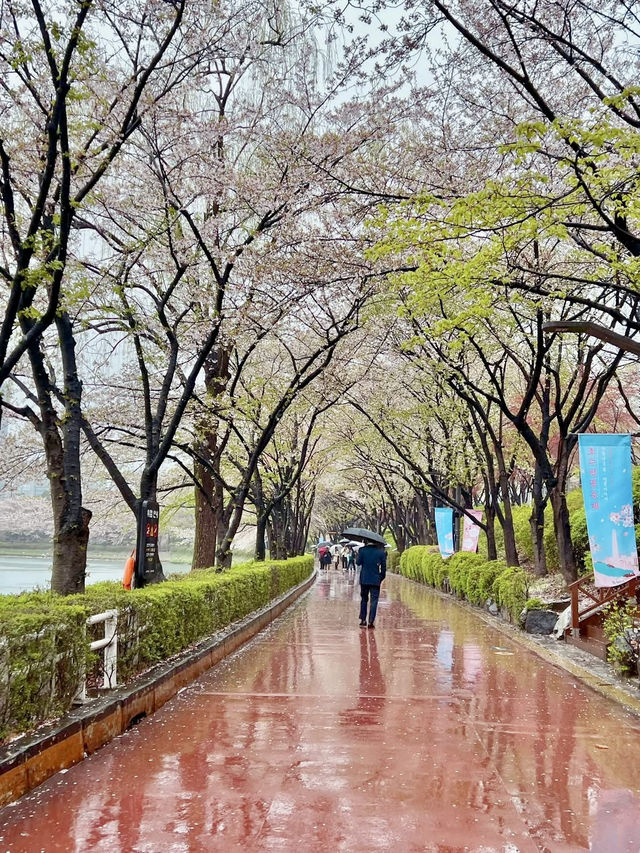 🌸 **Seokchon Lake: A Springtime Fairy Tale in Seoul** 🌸  