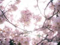 A Spring Stroll Through Sakura: Izu-Kogen’s Dreamy Cherry Blossom Tunnel