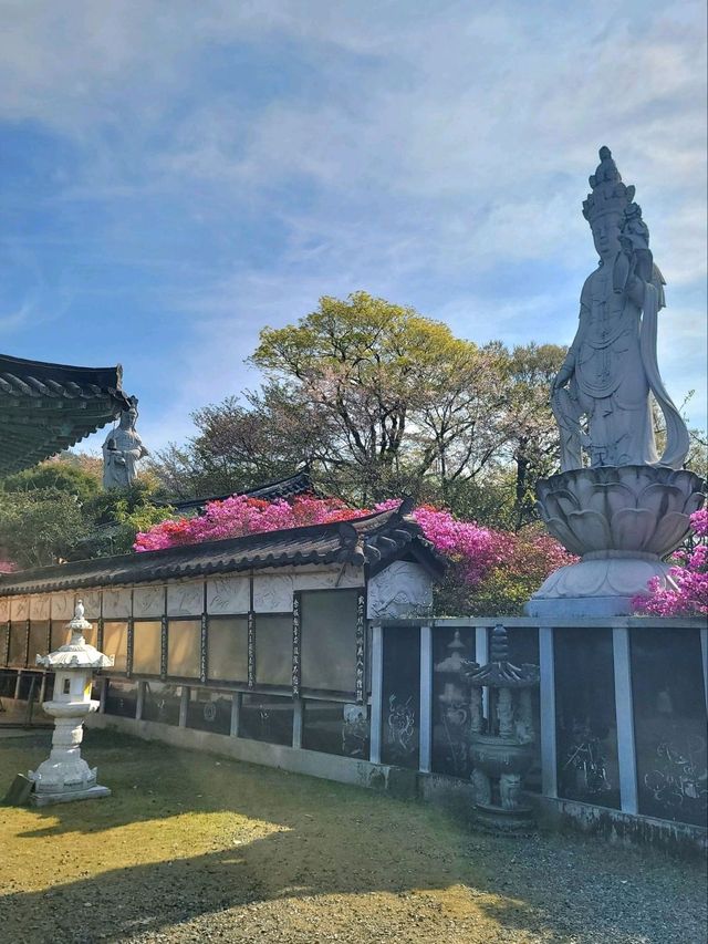 서부해당화 축제가 열리는 강진 남미륵사🩷