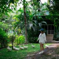 ร้านอาหาร และคาเฟ่ ท่ามกลางธรรมชาติ กระบี่
