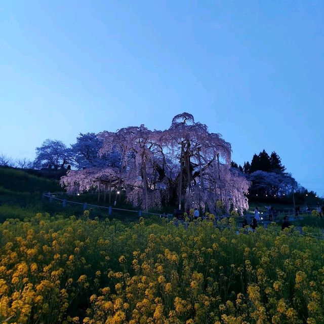 Miharu Takizakura, Fukushima