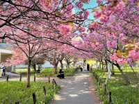 “Petals & Pathways: Springtime at Hokkaido University”