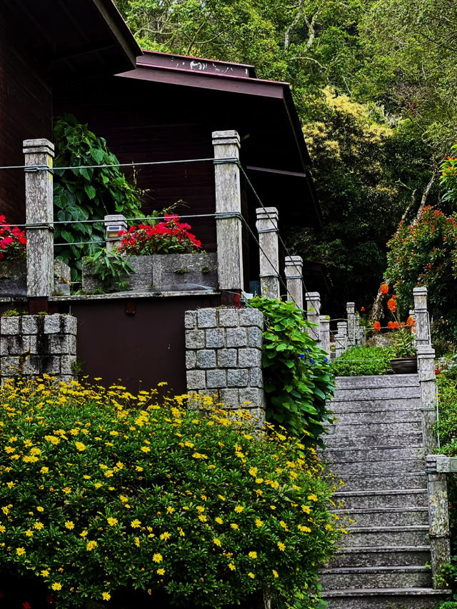 🌸 Spring Garden Kundasang – A Floral Escape in Sabah’s Highlands