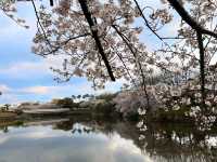 名古屋-荒子川公園賞櫻，漫步河川沿岸的櫻花隧道