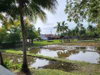 Laman Padi Langkawi