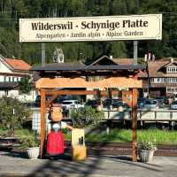 Journey to Schynige Platte: A Vintage Railway & Alpine Wonderland in Switzerland’s Bernese Highlands