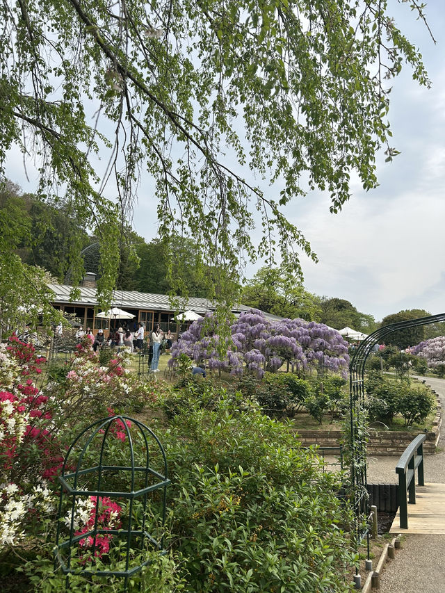 樹齢160年を超える「奇蹟の大藤」あしかがフラワーパーク