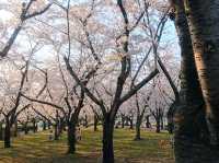 名古屋-平和公園，一萬步路線的賞櫻名所