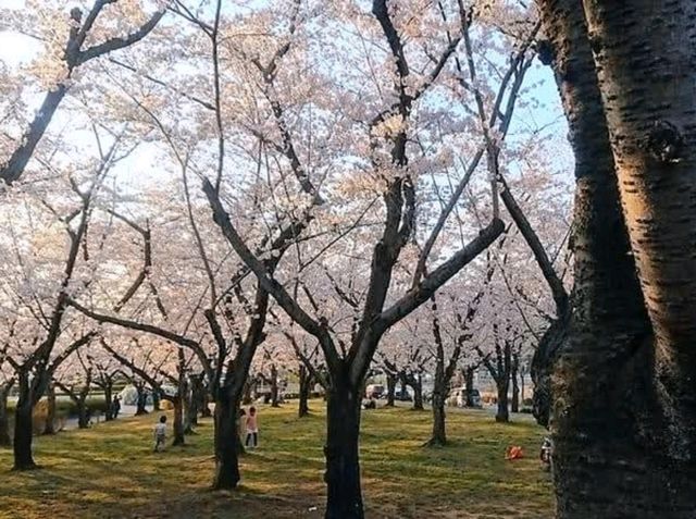 名古屋-平和公園，一萬步路線的賞櫻名所