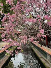 Baomo Garden: A Lingnan Masterpiece of History and Harmony