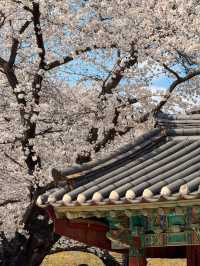 Gyeongju:The Ultimate Spring Destination 