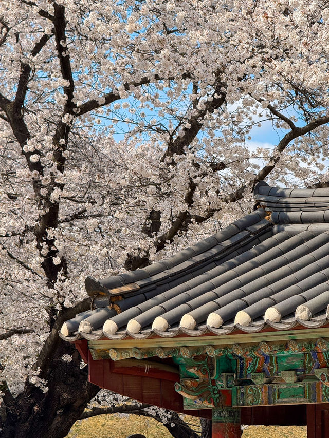 Gyeongju:The Ultimate Spring Destination 