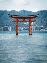 【おすすめ桜スポット】宮島厳島神社