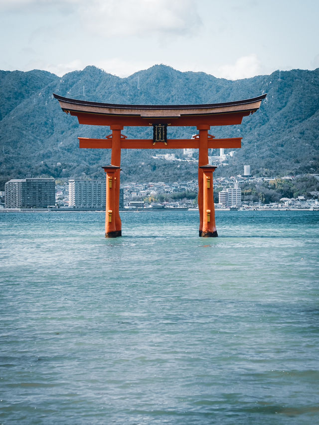 【おすすめ桜スポット】宮島厳島神社
