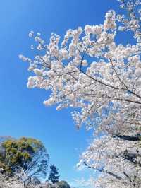🌸Ueno Park Cherry Blossom Season – A Spring Encounter in Tokyo’s Pink Cloud 🌸