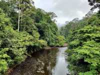 🌿 Maliau Basin: The Lost World Adventure You NEED to Try! 🦎