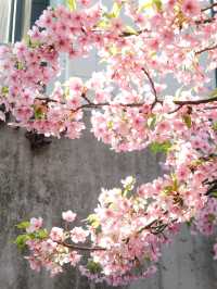 The Cherry Blossom Path of Kawazu Cherry Trees! Few People, Beautiful Scenery 🌸