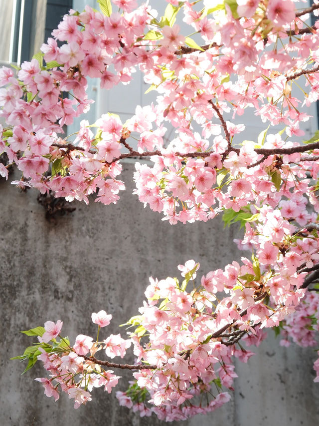 The Cherry Blossom Path of Kawazu Cherry Trees! Few People, Beautiful Scenery 🌸