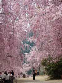 The Full Bloom at Takami no Sato Truly Healed Me 🌸