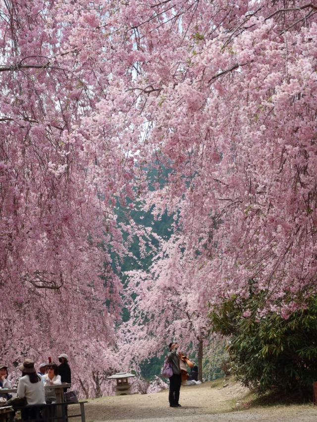 The Full Bloom at Takami no Sato Truly Healed Me 🌸