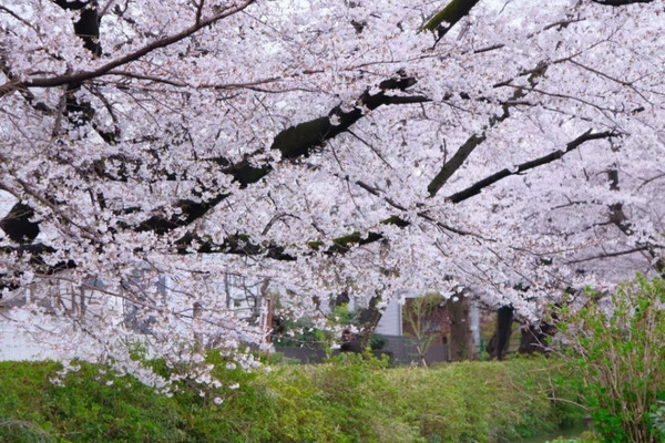 Shukugawara Cherry Blossoms | A Hidden Sakura Paradise Near