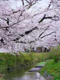 Shukugawara Cherry Blossoms | A Hidden Sakura Paradise Near Tokyo