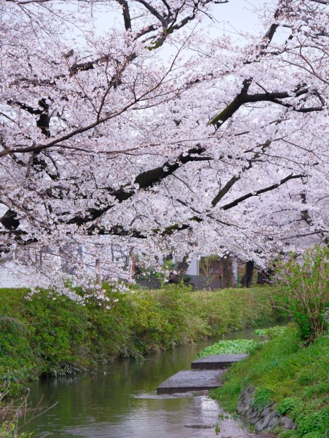Shukugawara Cherry Blossoms | A Hidden Sakura Paradise Near Tokyo