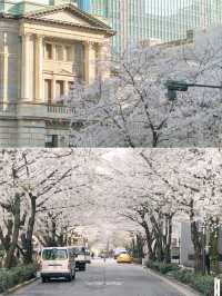 【東京】美しい桜とその歴史