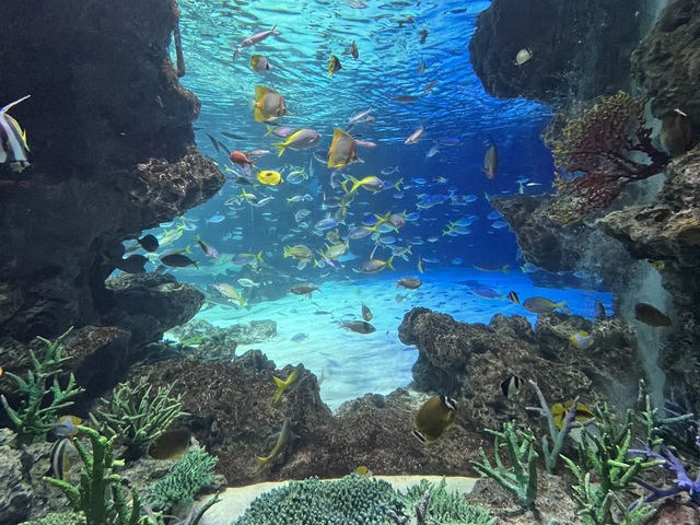 空飛ぶアシカ！？サンシャイン水族館@池袋🦭