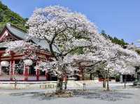🌿 Kurama-dera: Kyoto’s Mountain Temple of Spirits & Fire 🌿