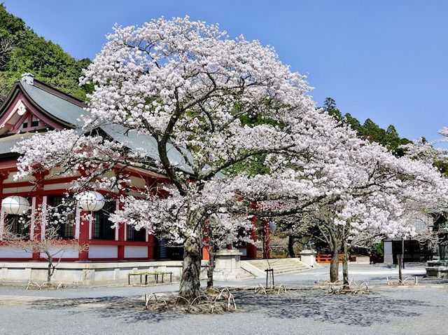 🌿 Kurama-dera: Kyoto’s Mountain Temple of Spirits & Fire 🌿
