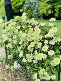 【栃木】藤の花だけでなく、菖蒲、紫陽花も素晴らしい