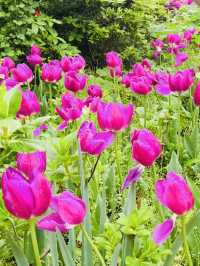 Tulip Blooms at Haneulbit Arboretum