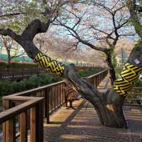 Jinhae (Yeojwacheon Stream)
