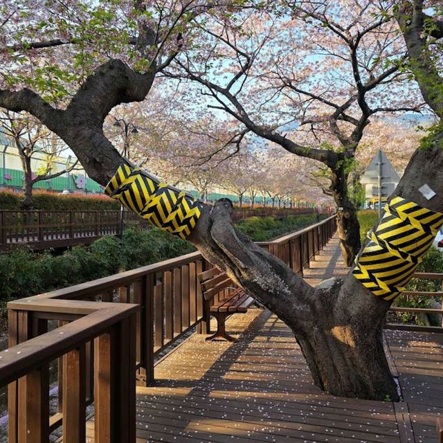 Jinhae (Yeojwacheon Stream)