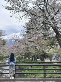 Mount Fuji Magic: Sakura, Serenity, and Stunning Views