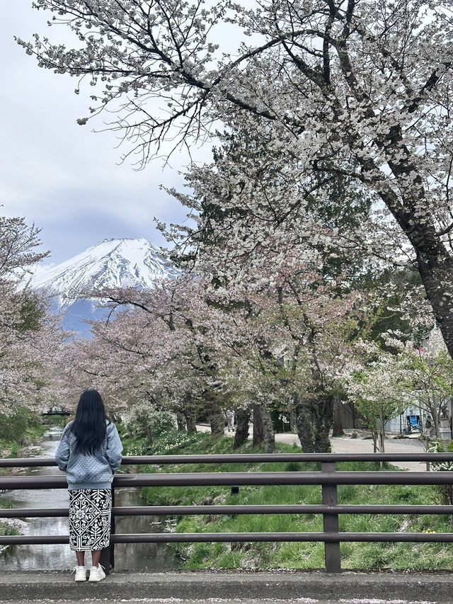 Mount Fuji Magic: Sakura, Serenity, and Stunning Views