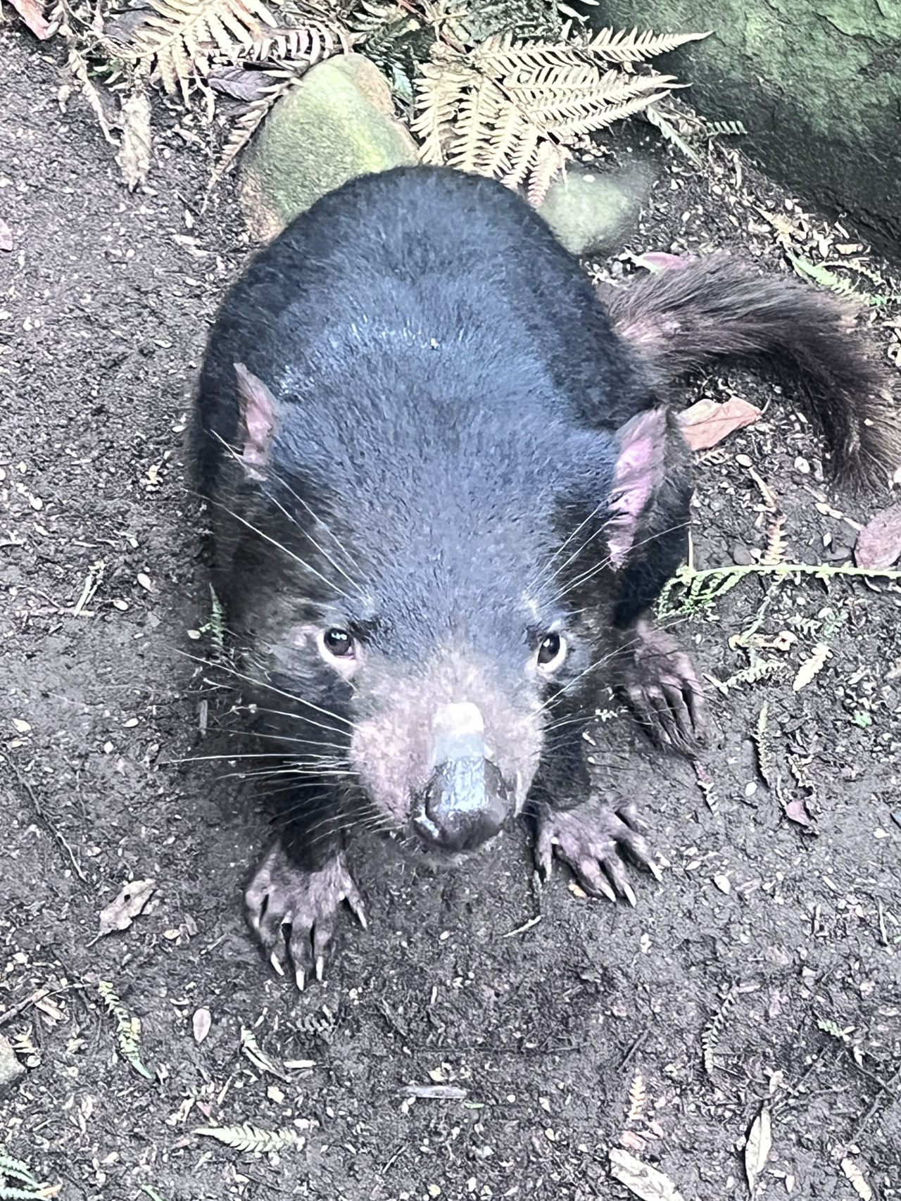 タスマニアデビル hqdefault.jpg