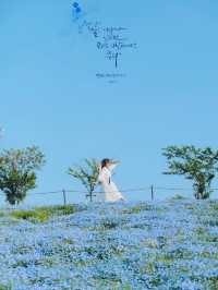 Nemophila-Công viên ven biển Maishima