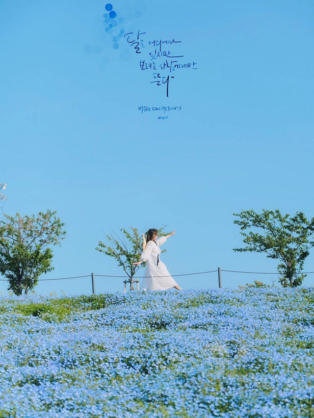Nemophila-Công viên ven biển Maishima