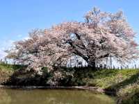 淺井一本櫻，福岡縣久留米遺世獨立的百年巨櫻